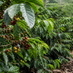 Arabica coffee price: Effects of the US-Iran war spill over to agricultural assets